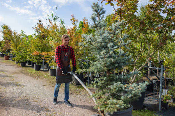 How Our Tree Care Process Works  in  Scenic, AZ