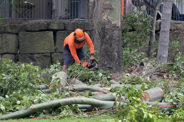 Professional Tree Removal in Scenic, AZ